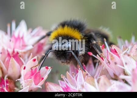 Primo piano di un Bumblebee su Sedum telephium 'Matrona' Foto Stock