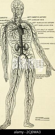 . L'Ontario public School hygieny . e passa in 4, un'arteria che lo trasporta ai polmoni. Dai polmoni il sangue ritorna nuovamente attraverso  i£f T ARTERIA CAROTIDE-GIUGULARE SINISTRA VEINSS*5?€fc^^-e VENA SUCCLAVIA ARTERYLEFT VENA SUCCLAVIA SINISTRA METÀ di MEARTCONTAINING ARTERIALBLOOD DESCENDINS AORTA SCANDINO VENA CAVA. FiauRB 40. - diagramma della circolazione del sangue. CIRCOLAZIONE DEL SANGUE 111 la quantità di sangue che passa attraverso i diversi organi del corpo varia sempre. Dopo un pasto, che è, durante la digestione del cibo, più sangue va allo stomaco, intestini, e fegato, che Foto Stock