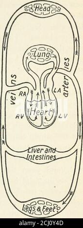 . L'igiene della scuola pubblica dell'Ontario . La dichiarazione, quindi, che le arterie contengono sangue rosso brillante, e le vene, sangue rosso scuro, non è vera delsangue che passa dal cuore ai polmoni nell'arteria pumonare. In questo caso l'arteria e le sue ramificazioni contengono il sangue rosso-scuro che è venuto dai tessuti del corpo e sta per arrivare ai lupi da purificare ; E le theveins dai polmoni al theheart contengono il sangue rosso-luminoso.il sangue nei capillariesdà alla carne il suo colore rosso, come fa anche ai meatwe vedere in ogni macelleria. Anche se l'animale da cui il magro m Foto Stock