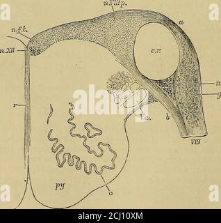 . Elementi anatomici di Quain. E da spingere lateralmente mentre si apre il canale centrale, in modo che nel pavimento del ventricolo giace fuori dal nucleo ipoglosso (fig. 268, n. X.). Il gruppo o colonna di cellule in questione corrisponde alla prominenza della ala cinerea wdiichappears sulla superficie, e si estende in avanti fino alla fovea pos-terior. Da essa sorgono successivamente fasci di fibre delle radici dell'accessorio spinale, vagus e nervi glosso-fariugei (11°, 10° e 9° nervi cranici): Quelli delle radici superiori dell'accessorio spinale nella parte inferiore del midollo Foto Stock