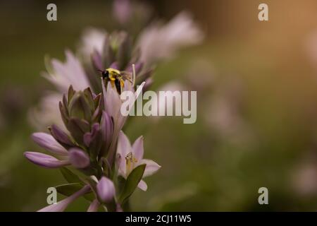 Bumble Bee all'interno di un fiore di Hosta Foto Stock
