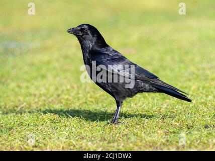 Carrion corvo (Corvus corone, Corvus corone corone), in piedi su un prato verde, Paesi Bassi Foto Stock