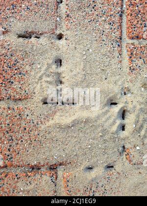 Danni su un marciapiede da formiche, Germania Foto Stock