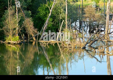 Area di sviluppo naturalistico nel Parco Nazionale del Biesbosch, Paesi Bassi, Noord-Brabant, Parco Nazionale De Biesbosch, Noordwaardpolder Foto Stock