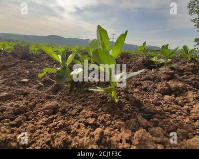 Fagiolo largo, fagiolo di Fava, fagiolo di Faba, fagiolo di campo, fagiolo di Campana, fagiolo di TIC (Vicia faba, Faba vulgaris), fagiolini giovani in terra di argilla, Germania Foto Stock