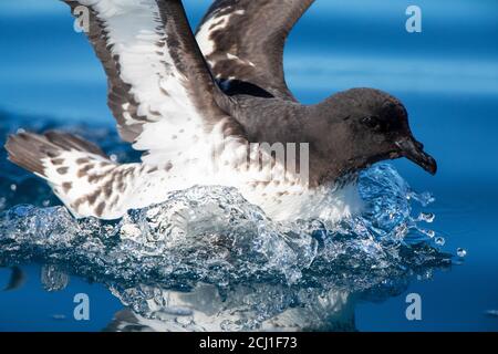 Pintado petrel, Antartico cape petrel, Cape petrel (Daption capense australe, Daption australe), atterraggio sulla superficie del mare, Nuova Zelanda, Auckland Foto Stock