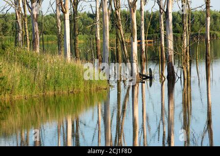 Area di sviluppo naturalistico nel Parco Nazionale del Biesbosch, Paesi Bassi, Noord-Brabant, Parco Nazionale De Biesbosch, Noordwaardpolder Foto Stock