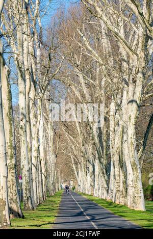 Aereo europeo, aereo acero-lievitato, aereo londinese, planetree londinese (Platanus hispanica, Platanus x hybrida, Platanus hybrida, Platanus acerifolia), Foto Stock