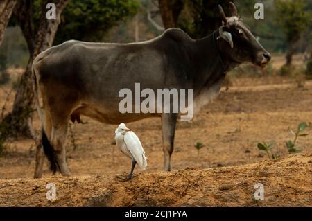 Egret del bestiame orientale (Busulcus coromandus), in piedi su una piccola diga in un campo rurale con una vacca Santa, India Foto Stock