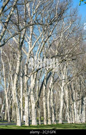 Aereo europeo, aereo acero-lievitato, aereo londinese, planetree londinese (Platanus hispanica, Platanus x hybrida, Platanus hybrida, Platanus acerifolia), Foto Stock