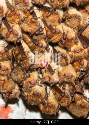 Il pipistrello di Geoffroy (Myotis emarginata, Myotis emarginatus), ibernazione in cantina, Belgio, Fiandre Orientali, Fort van Steendorp Foto Stock