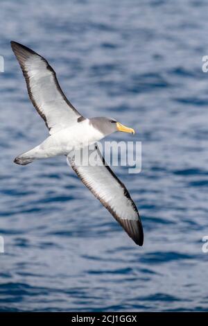 Chatham albatross, Chatham mollymawk, Isola mollymawk (Thalassarche eremita), in volo, Nuova Zelanda, Isole Chatham Foto Stock