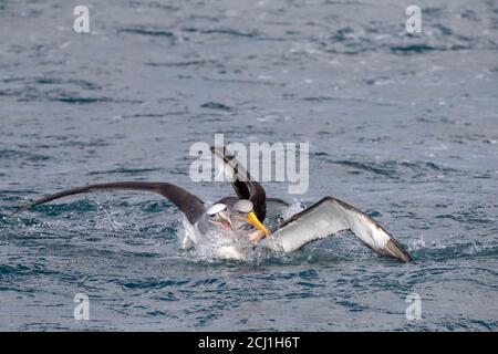 Chatham albatross, Chatham mollymawk, Island mollymawk (Thalassarche eremita), un adulto che combatte con un Salvin's Albatross (Thalassarche salvini) a. Foto Stock