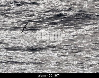 Pintado petrel, Antartico cape petrel, Cape petrel (Daption capense australe, Daption australe), che sorvola la scintillante superficie oceanica del Pacifico Foto Stock