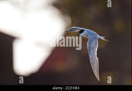 Terna comune (Sterna hirundo, Sterna hirundo hirundo), Flying, sottomultura subadulta a piumaggio invernale, Paesi Bassi Foto Stock