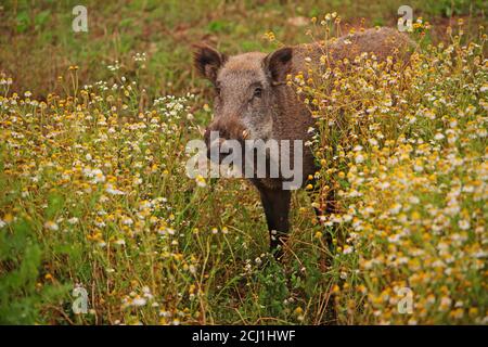 Cinghiale, maiale, cinghiale (Sus scrofa), tusker sulla terra di fieno con camomili, Germania Foto Stock