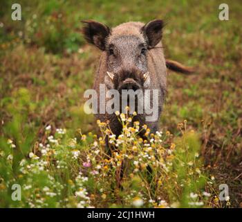 Cinghiale, maiale, cinghiale (Sus scrofa), tusker si assicura sulla terra di fieno con camomili, Germania Foto Stock