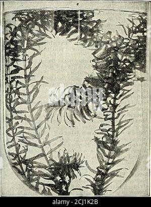 . Dreer's catalogo autunno 1904. Er o luoghi umidi; prospererà in qualsiasi buon terreno, e alwayspresents un aspetto verde e afractive. 1.5 cts. E 2-5 cts.each; 1.50 dollari e §2.50 per doz.Eichhornia Crassipes Major (Iacinto IVater). Veryshowy galleggianti acquatici, con fiori di un delicato traliccio di lilla-rosein come un giacinto. 15 cts. Ciascuno; §1.50 per doz.Ludwigia Htlerttii. Una pianta sommersa w-ith gambi di galleggiamento; il sn tutte le foglie di ovato sono di un verde bronzeo luminoso; piccoli fiuscelli gialli PN dializzati sopra acqua. 1.5 cts. perbunch; 1 50 dollari per doz. Piante in vaso, 25 cts. Eacii.Myriophyllum Proserpi Foto Stock