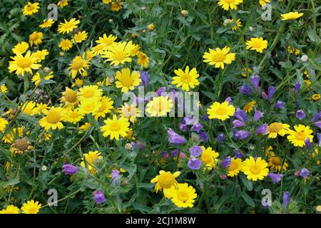 Fiori selvatici, giardino sensoriale, parco Millhouses, prato di fiori selvatici di Sheffield, Inghilterra. Margherite di mais gialle Glebionis segetum Foto Stock