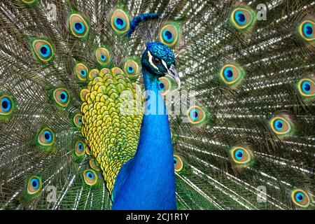Un primo piano di un colorato maschio Peafowl. Immagine Peacock. Foto Stock