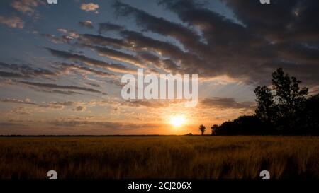 Alba in campo di grano dorato. I primi raggi del sole si rompono attraverso le belle nuvole sul campo di grano. Foto Stock