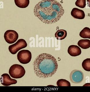 . Un manuale di diagnosi clinica mediante metodi microscopici e chimici, per studenti, medici ospedalieri e professionisti . OO. Foto Stock