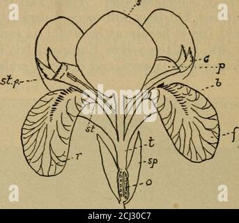 . Guida giardino; il manuale dei giardinieri dilettanti. Profusamente illustrato con oltre 275 programmi di insegnamento e diagrammi e fotografie riprodotte, il tutto fatto espressamente per questo libro di testo standard . IRIS 119. Tipico German Iris Bloom 8, standard, p, pistil; c. cresta di pistil; st. p, tasca stigmatica; st, stamen; f, caduta; t, tubo; sp, valvola spathe; o, ovaio; r, reticolazione; b, barba. Sono i colori dell'arcobaleno con cui ci occupiamo nella crescita dell'iride. Quando la forma della fioritura di Iris è considerata ci rendiamo conto che la maggior parte dei più sinuosa ed elegante e superata da pochi altri flowers.The fragranza di molte varietà-ties Foto Stock