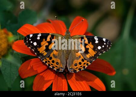 Painted lady fa parte del gruppo Cynthia delle farfalle colorate e comprende un sottogenere del genere Vanessa della famiglia Nymphalidae. Foto Stock