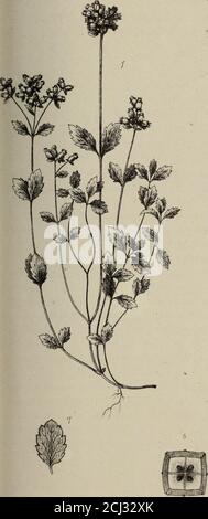 . Transazioni della Società reale della Nuova Zelanda . Foto Stock