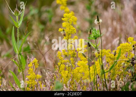 Fuoco selettivo della bella Lathyrus pratensis fiori che crescono in il campo Foto Stock