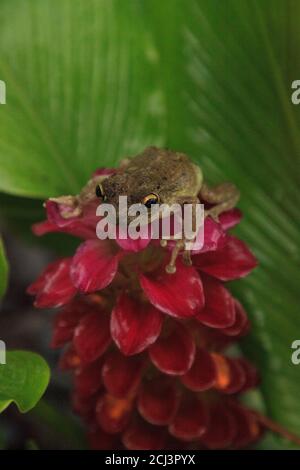 Arroccato su un gioiello della Birmania il fiore di zenzero è un albero di pineta Hyla femoralis a Napoli, Florida Foto Stock