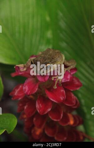 Arroccato su un gioiello della Birmania il fiore di zenzero è un albero di pineta Hyla femoralis a Napoli, Florida Foto Stock