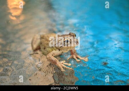 Pinete Treefrog Hyla femoralis siede su un tavolo di vetro a Napoli, Florida. Foto Stock