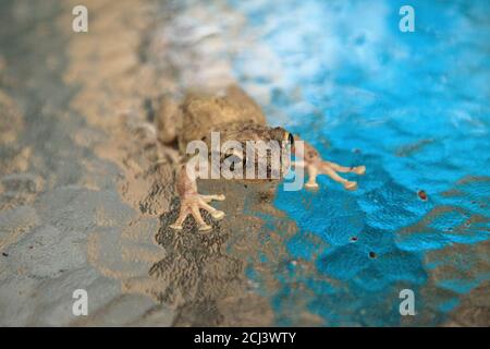 Pinete Treefrog Hyla femoralis siede su un tavolo di vetro a Napoli, Florida. Foto Stock