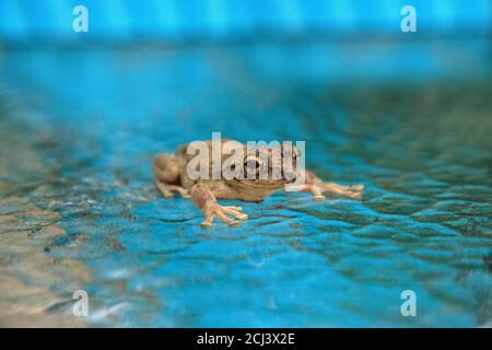 Pinete Treefrog Hyla femoralis siede su un tavolo di vetro a Napoli, Florida. Foto Stock