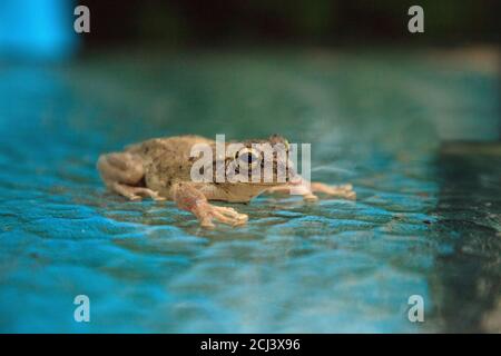 Pinete Treefrog Hyla femoralis siede su un tavolo di vetro a Napoli, Florida. Foto Stock