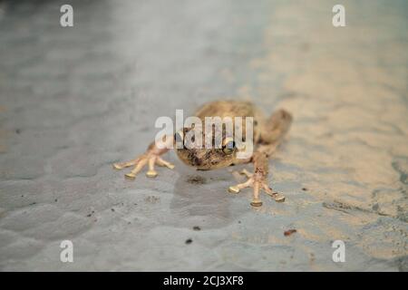 Pinete Treefrog Hyla femoralis siede su un tavolo di vetro a Napoli, Florida. Foto Stock