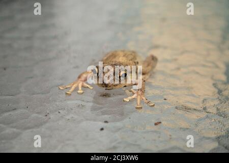 Pinete Treefrog Hyla femoralis siede su un tavolo di vetro a Napoli, Florida. Foto Stock