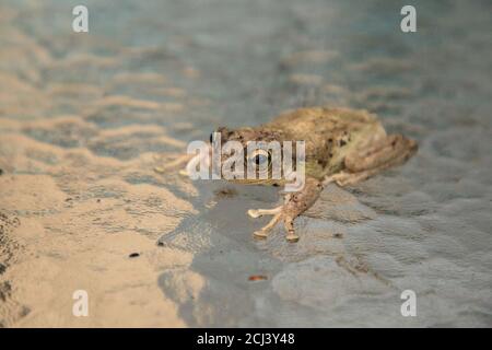 Pinete Treefrog Hyla femoralis siede su un tavolo di vetro a Napoli, Florida. Foto Stock