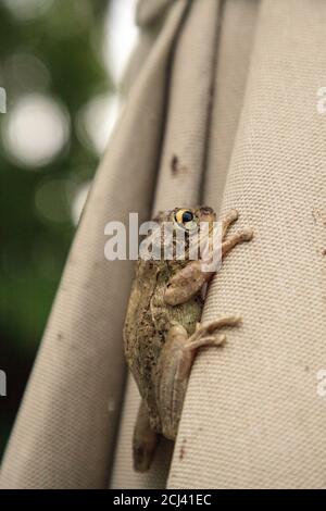 Ombrello con un albero di Pinewoods Hyla femoralis aggrappato al bordo. Foto Stock