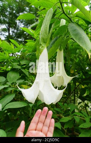 Grandi dimensioni del fiore della Tromba di White Angel conosciuto anche come Giardini Cypress 'Brugmansia' Foto Stock