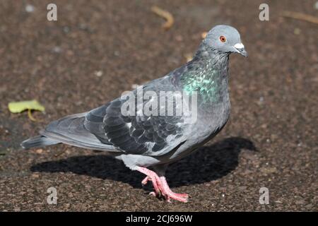 Un piccione feriale (Columba livia domestica), presso lo stagno di Bingham a Glasgow. Foto Stock