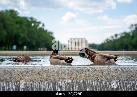 Primo piano di anatre che nuotano nello stagno di fronte Del Lincoln Memorial nel National Mall Foto Stock