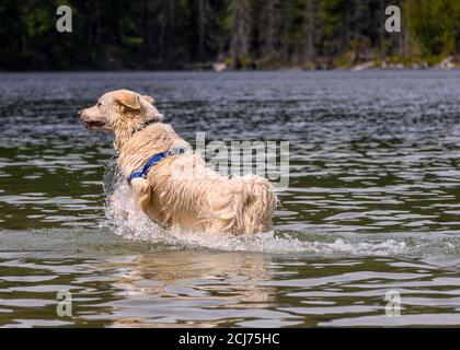 Adorabile cane bianco che gioca in acqua e godersi il caldo tempo. C'è un sacco di spruzzi mentre corre e salta intorno al lago Foto Stock