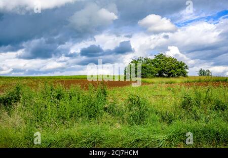 Paesaggio rurale estivo con un vecchio albero branchy in piedi il mezzo di un ampio prato con un alto e lussureggiante verde erba come simbolo di solitudine sulla ba Foto Stock