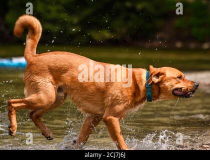 Adorabile cane che gioca in acqua e godersi il caldo tempo. Un sacco di acqua che spruzzi intorno come questo cane arancione sta correndo e saltando mentre fetchi Foto Stock