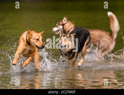 Adorabili cani che giocano in acqua e si godono il caldo. Un sacco di acqua che spruzzi intorno come i cani stanno correndo e saltando nel lago. Uno Foto Stock