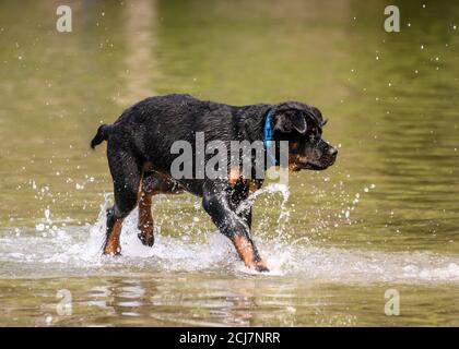Adorabile cane che gioca in acqua e godersi il caldo tempo. Questo cucciolo di Rottweiler è in esecuzione e salta intorno al lago durante il gioco Foto Stock