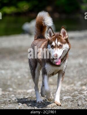 Questo Husky sta camminando intorno al lago mentre gioca con altri cani. Questo cane ha un occhio blu e un occhio marrone Foto Stock