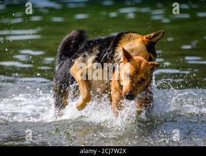 Adorabili cani che giocano in acqua e si godono il caldo. Un sacco di acqua che spruzzi intorno come i cani stanno correndo e saltando nel lago Foto Stock